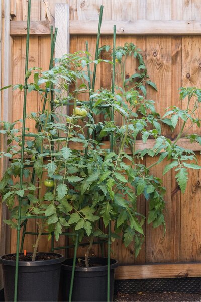 Step-by-step guide on how to grow a tomato plant in a pot from a seed